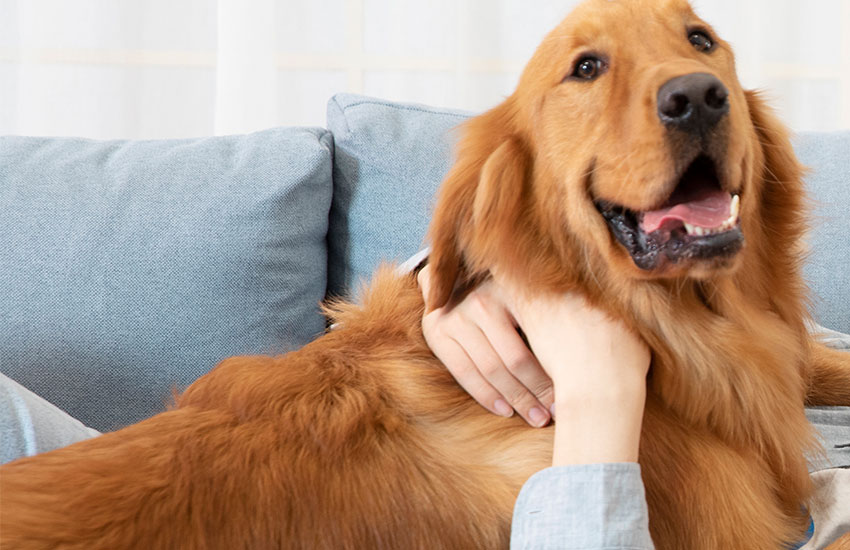 Les couches pour animaux de compagnie pourraient être un bon choix