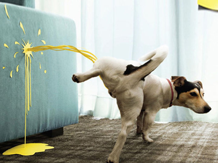 Comment apprendre à votre chiot à utiliser un tapis d'urine ?