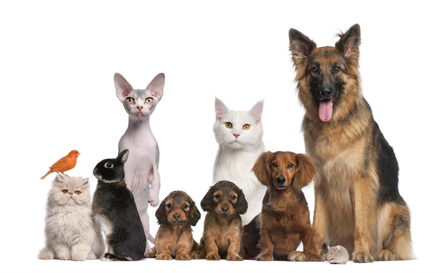 La bonne façon d'utiliser Pet Pads pour chiot et chaton