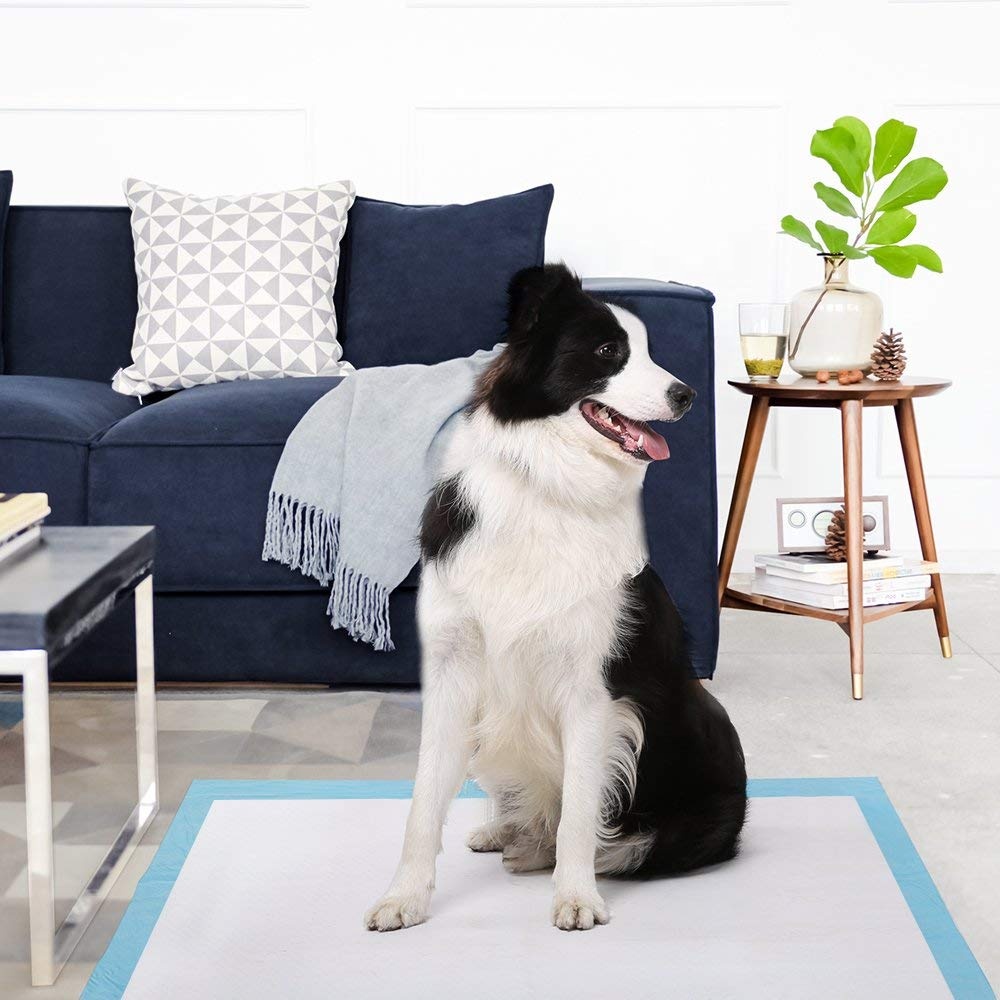 Connaissances sur l'utilisation des tapis d'urine pour chiens